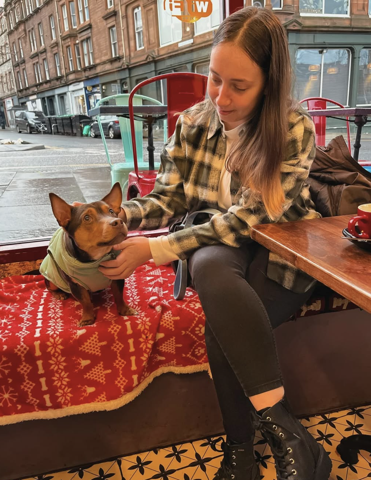 Chihuahua settled in at a café window seat